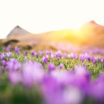 Image Mountain Field with Purple Flowers