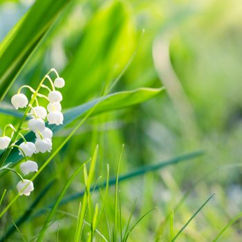 May 2019 — He is the Lily of the Valley