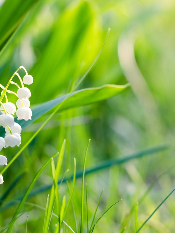 May 2019 — He is the Lily of the Valley