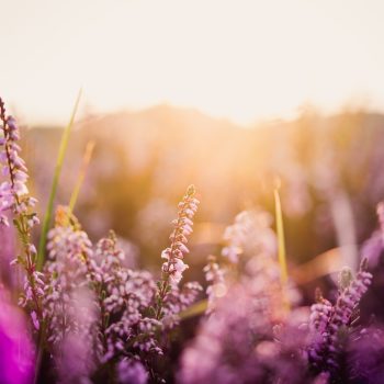 June 2026 – Confident Faith in Yahweh-Rohi