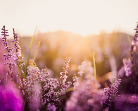 June 2026 – Confident Faith in Yahweh-Rohi