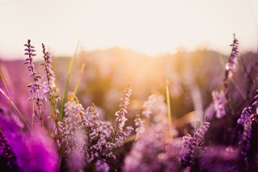 June 2026 – Confident Faith in Yahweh-Rohi